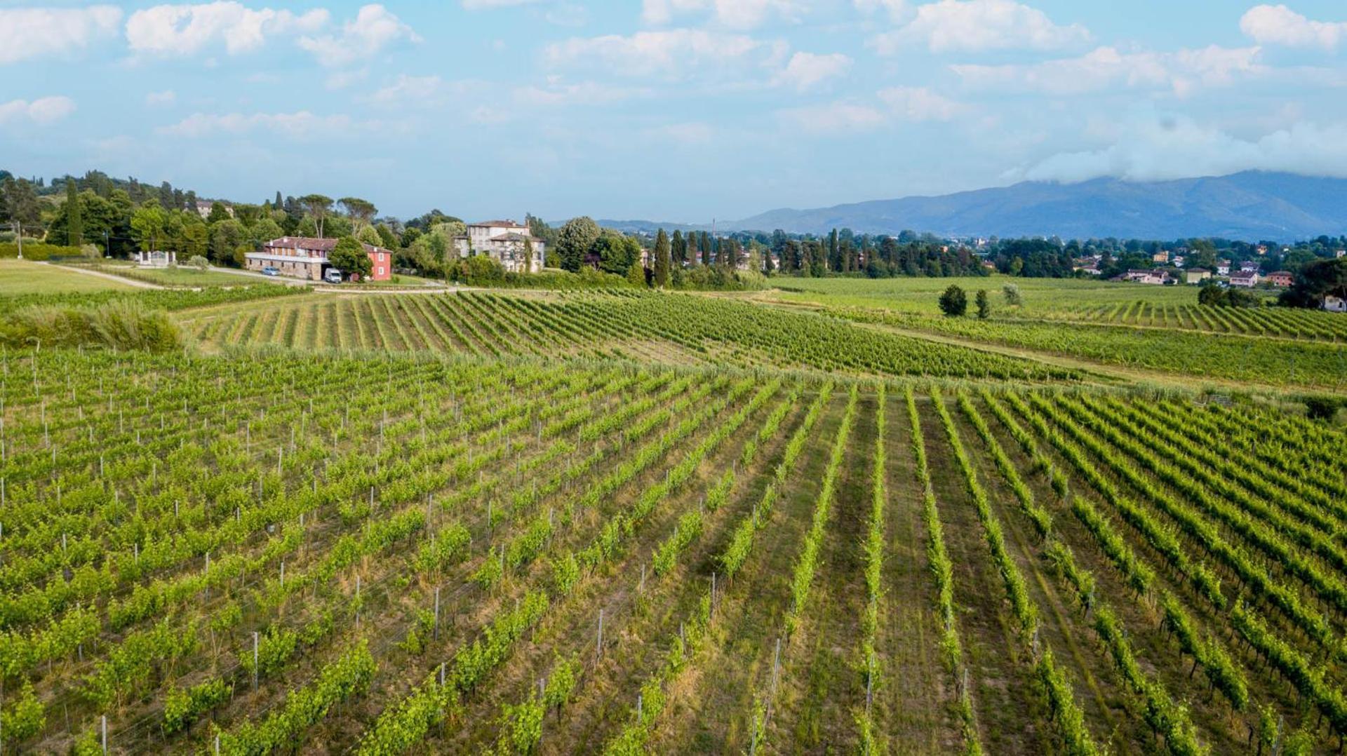 Cicale 3 Bedrooms Farmhouse With Shared Pool Lucca Eksteriør bilde